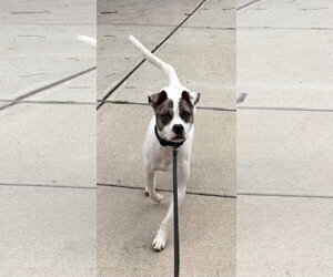 Bodhia - Female American Pit Bull Terrier-Unknown Mix Dog for Adoption - Photo #3