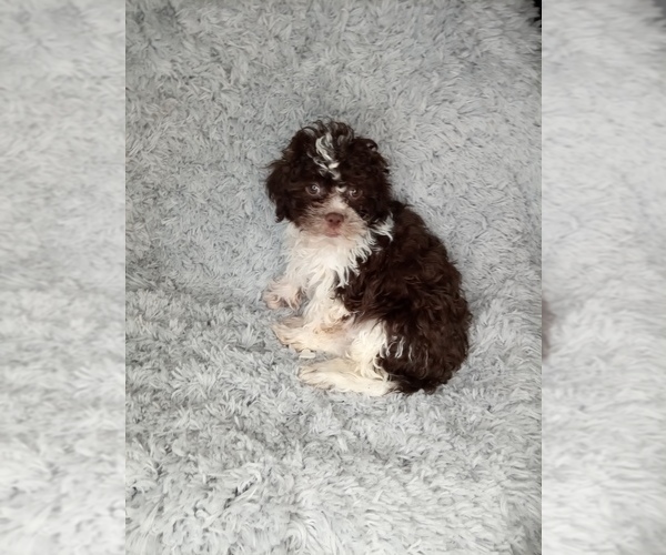 Medium Photo #5 Shih-Poo Puppy For Sale in INDIANAPOLIS, IN, USA