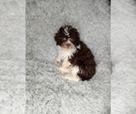 Small Photo #5 Shih-Poo Puppy For Sale in INDIANAPOLIS, IN, USA