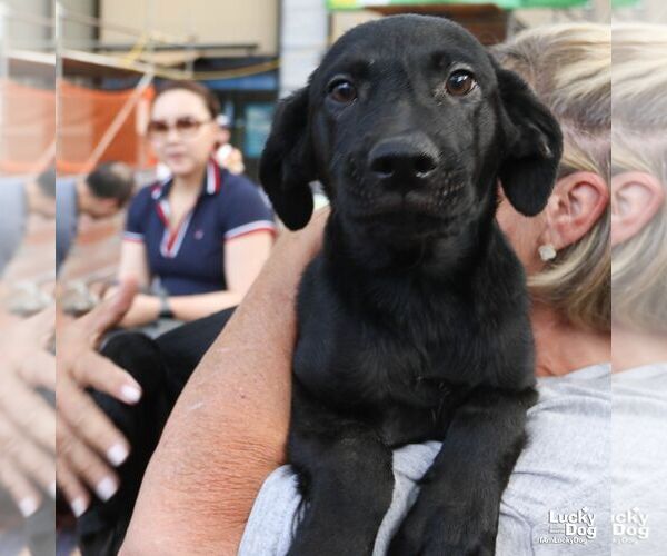 Medium Photo #4 Labrador Retriever-Unknown Mix Puppy For Sale in Washington, DC, USA