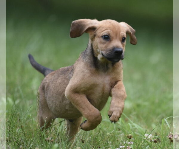 Medium Photo #6 Retriever -Unknown Mix Puppy For Sale in Mechanicsburg, PA, USA