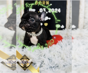 French Bulldog Puppy for sale in ATHENS, GA, USA