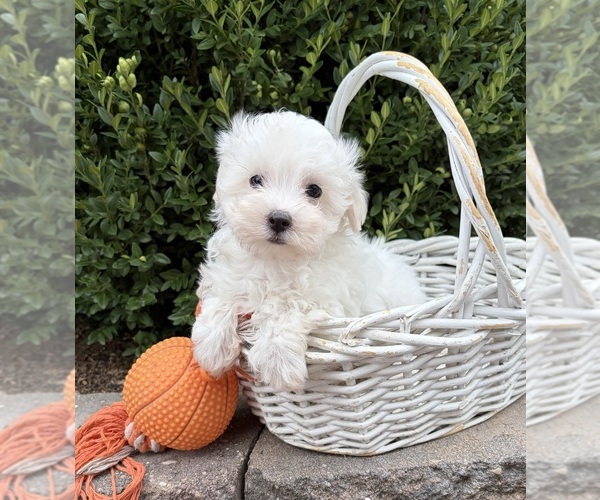 Medium Photo #3 Maltese Puppy For Sale in MIDDLEBURY, IN, USA