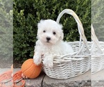 Fenton - Male Maltese Puppy for Sale - Photo #3