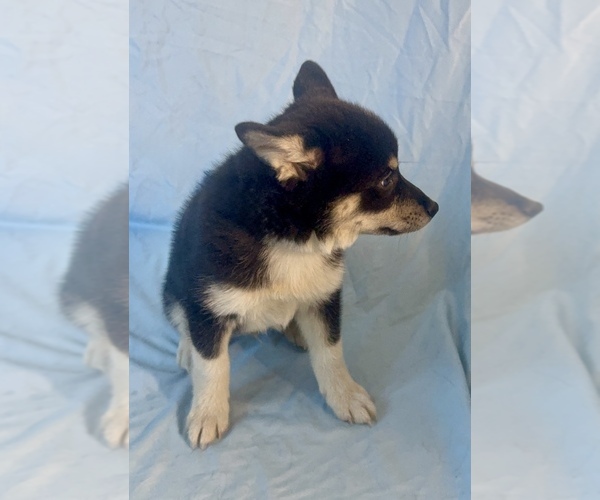 Medium Photo #3 Pomsky-Shiba Inu Mix Puppy For Sale in NASHUA, NH, USA