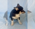 Small #2 Pomsky-Shiba Inu Mix