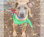 Small #2 Boxer Mix
