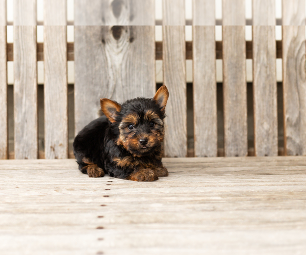 Medium Photo #3 Yorkshire Terrier Puppy For Sale in NAPPANEE, IN, USA