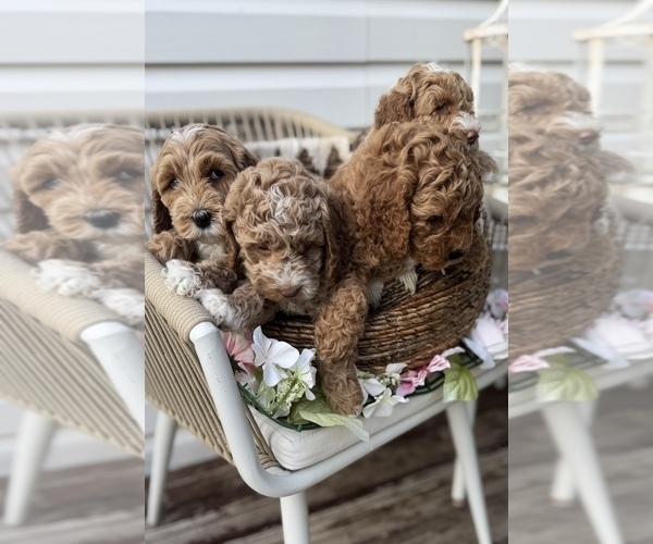 Medium Photo #1 Goldendoodle (Miniature) Puppy For Sale in OWENSBORO, KY, USA
