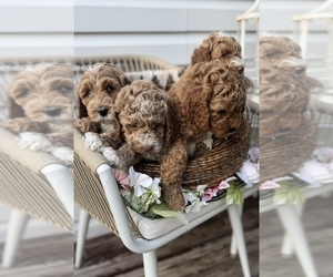Medium Goldendoodle (Miniature)