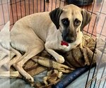 Small #6 Black Mouth Cur Mix