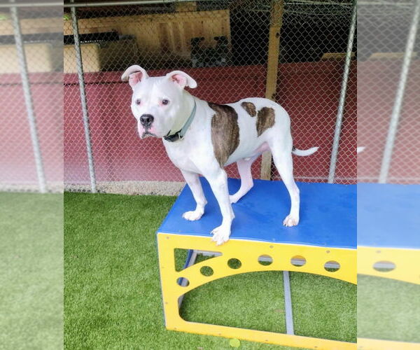 Medium Photo #2 Boxer-Unknown Mix Puppy For Sale in Brewster, NY, USA