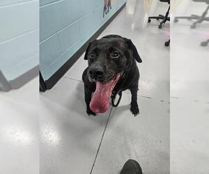 Labrador Retriever Dogs for adoption in Temple, TX, USA