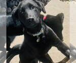 Small #5 Border Collie Mix