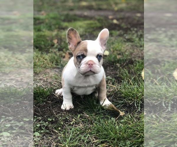 Medium Photo #1 French Bulldog Puppy For Sale in BLOOMINGDALE, IL, USA
