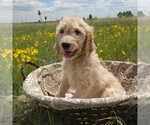 Small Goldendoodle