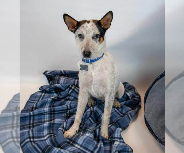 Medium Photo #2 Jack Russell Terrier-Unknown Mix Puppy For Sale in Kennesaw, GA, USA