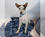 Small #1 Jack Russell Terrier Mix