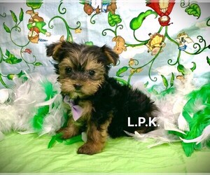 Yorkshire Terrier Puppy for sale in WINNSBORO, LA, USA