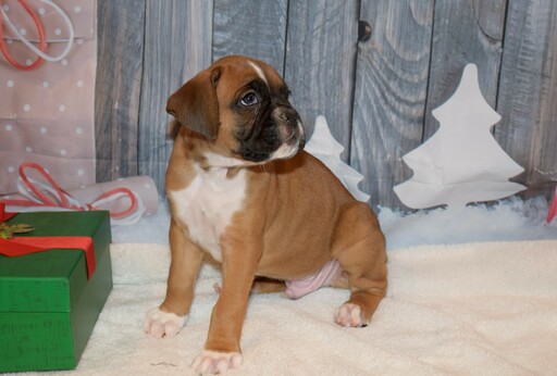 Medium Photo #20 Boxer Puppy For Sale in CHILHOWEE, MO, USA