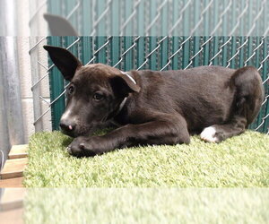 Labrador Retriever Dogs for adoption in Downey, CA, USA