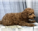 Small #5 Poodle (Miniature)