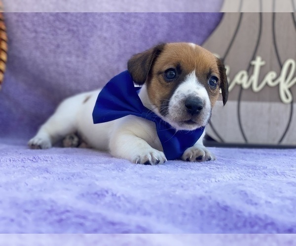 Medium Photo #3 Jack Russell Terrier Puppy For Sale in LANCASTER, PA, USA