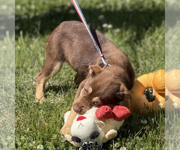 Medium Photo #3 Labrador Retriever-Unknown Mix Puppy For Sale in Yardley, PA, USA