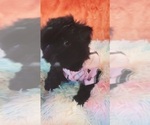 Small Photo #75 Yorkshire Terrier Puppy For Sale in AKRON, OH, USA