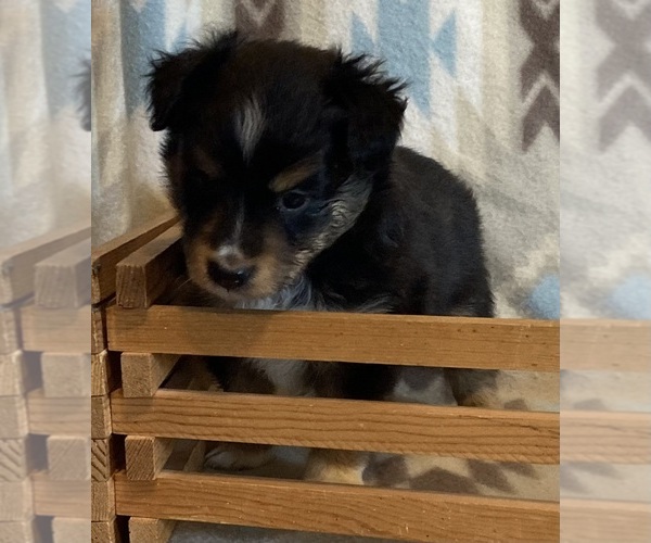 Medium Photo #4 Shel-Aussie Puppy For Sale in FORT MORGAN, CO, USA