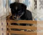 Small #3 Shel-Aussie