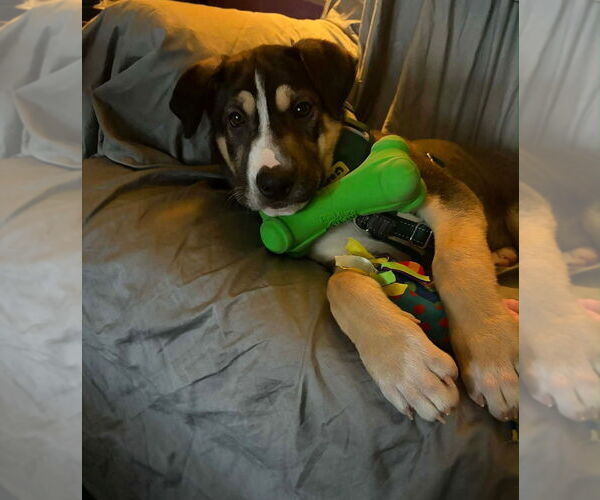 Medium Photo #5 Mutt Puppy For Sale in Springdale, PA, USA