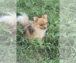 Mother of the Pomeranian puppies born on 04/29/2026