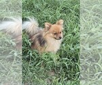 Small Photo #1 Pomeranian Puppy For Sale in FORT WORTH, TX, USA