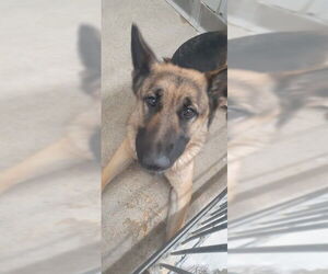 German Shepherd Dog Dogs for adoption in San Bernardino, CA, USA