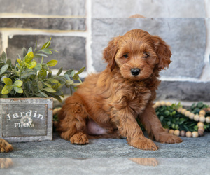 Cockapoo (Toy) Litter for sale in MIFFLINBURG, PA, USA