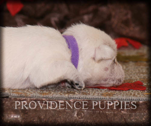 Medium Photo #6 West Highland White Terrier Puppy For Sale in COPPOCK, IA, USA