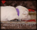 Small Photo #6 West Highland White Terrier Puppy For Sale in COPPOCK, IA, USA