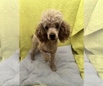 Small #2 Poodle (Miniature)