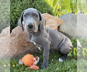 Great Dane Puppy for sale in MIDDLEBURY, IN, USA