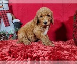 Small Photo #8 Poodle (Standard) Puppy For Sale in COLORADO SPRINGS, CO, USA