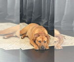 Small #9 Staffordshire Bull Terrier Mix