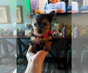 Alapaha Blue Blood Bulldog-Yorkshire Terrier Mix Puppy for sale in NEW MILFORD, IL, USA