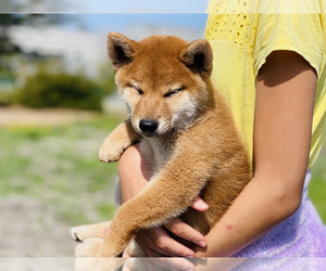 Shiba Inu Puppy for sale in FREMONT, CA, USA