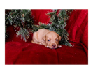 Small Photo #22 Australian Cattle Dog-Catahoula Leopard Dog Mix Puppy For Sale in WELLMAN, IA, USA