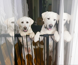 Father of the Labrador Retriever puppies born on 06/19/2025