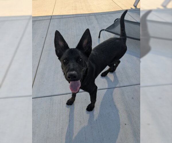 Medium Photo #3 Mutt Puppy For Sale in Redlands, CA, USA