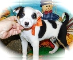 Small #1 Border-Aussie-Rat Terrier Mix