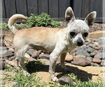 Small #5 Chihuahua