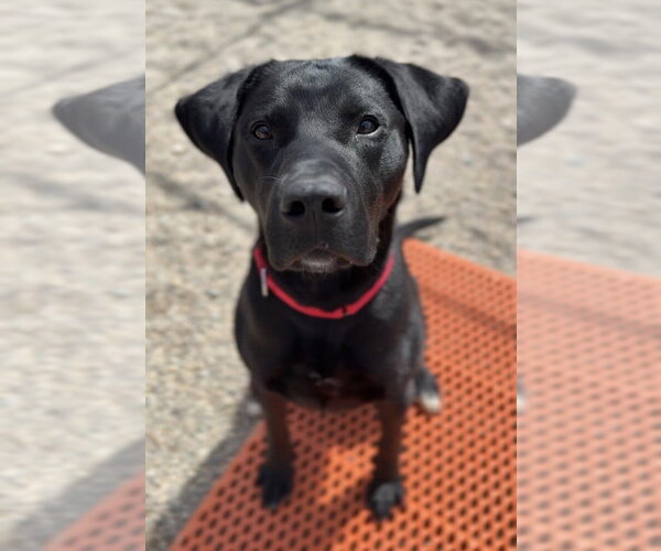 Medium Photo #2 Labrador Retriever-Unknown Mix Puppy For Sale in Bemidji, MN, USA